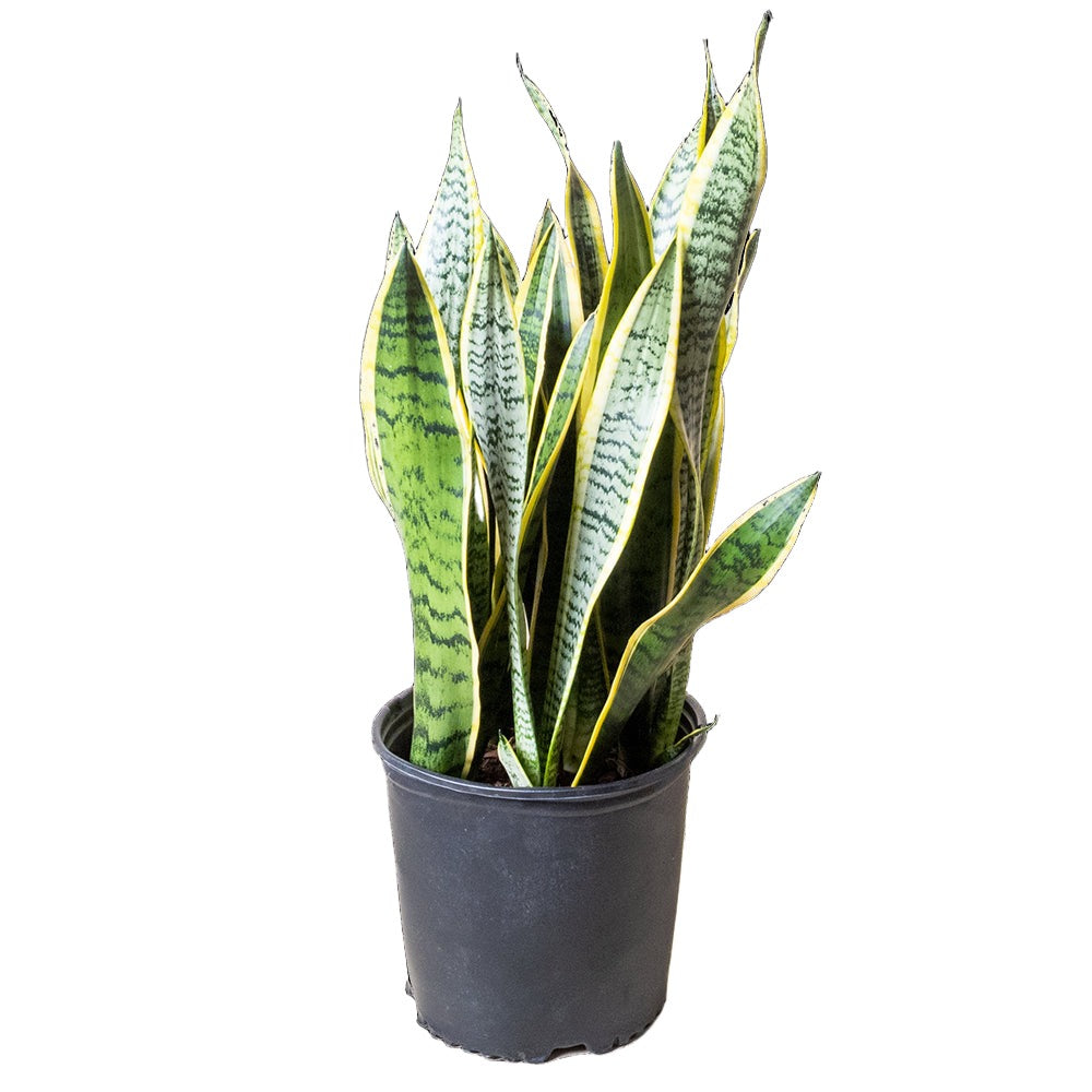 How to measure a plant pot, 14 inch Snake Plant (Sansevieria)| Chive.com